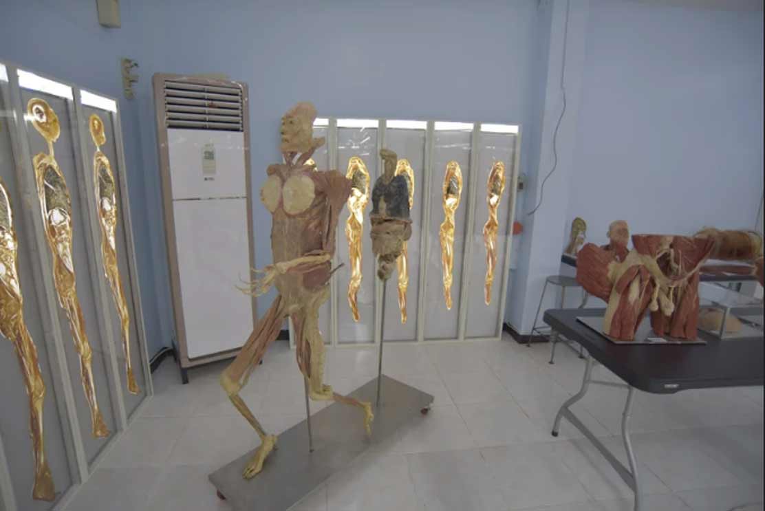 Plastinated Models